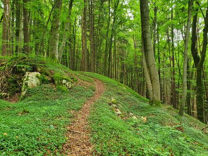 Burgstall Scharfenberg