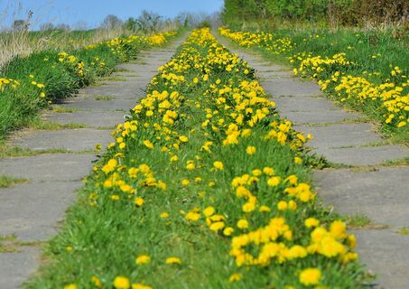ehem. Kolonnenweg zum 3 Freistaatenstein