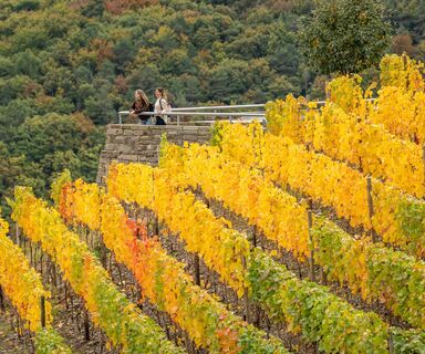 Weinberge im Herbst auf der Wein-Entdecker-Tour