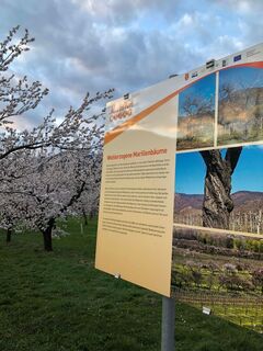 Infotafel Wohlerzogen auf der Marillenmeile in Rossatz-Arnsdorf