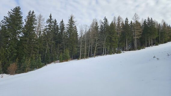 vorne geht der Weg in den Wald