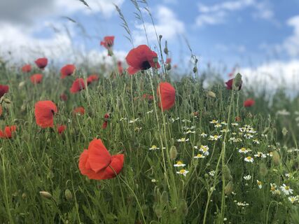 Mohn