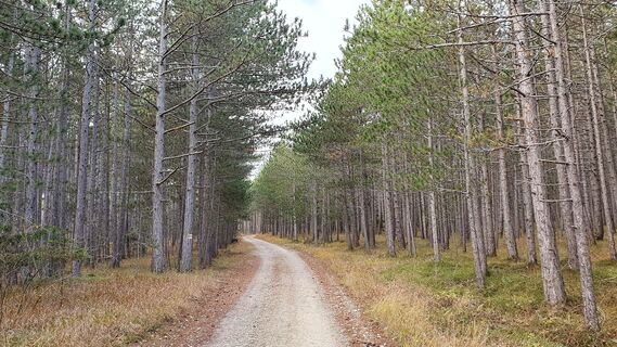 1.0 km Nadelwald
