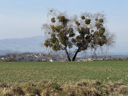 Photo de ChrisTN le long du parcours