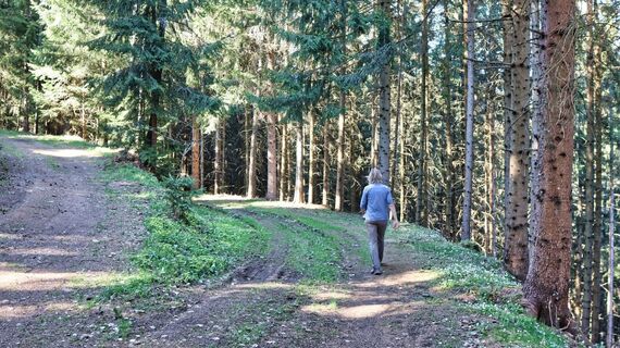 Forstweg durch durch den Wald