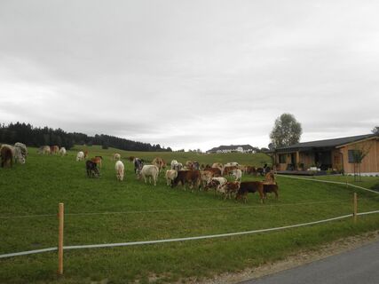 Zebu-Rinderherde in Baumgartsau