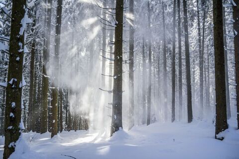 Verschneiter Wald bei St. Peter