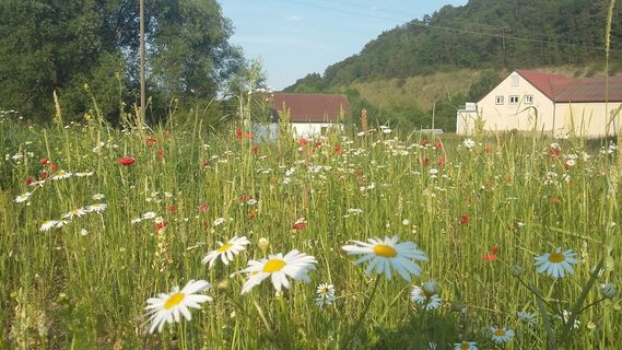 Blumenwiese in Königheim