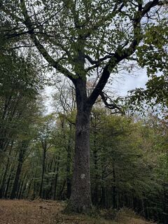 Foto von Sándor Varga 8 entlang der Tour