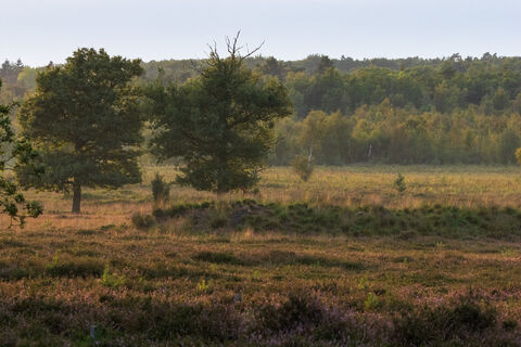 Blühende Heide im Elmpter Schwalmbruch