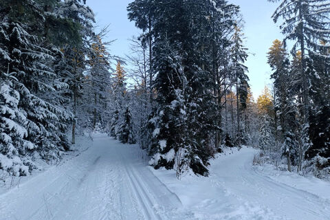 Herrliches Waldgelände
