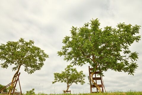 krumme Nussbäume in Krummnussbaum 