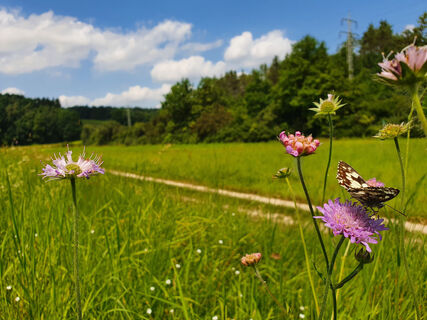 Im Elsenbachtal
