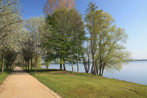 Wanderweg am Nordsee mit Allee