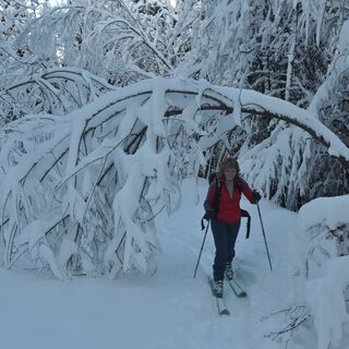 Der frisch verschneite Wald kann geradezu märchenhaft wirken.