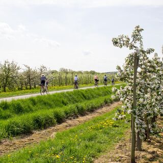Radfahren auf der Apfelroute