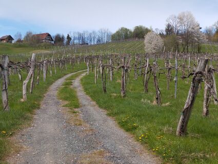 Foto von Stephane Cappellaro entlang der Tour