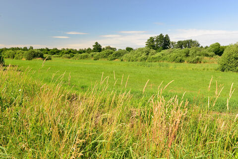 Eine Wiese im Drömling in der Südheide Gifhorn