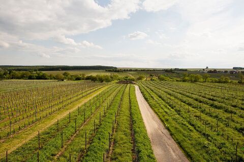 Blaufränkischweg Horitschon