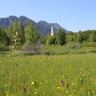Blütenpracht im Frühling im Berger Moos
