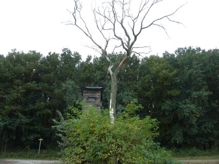 Pürstlingwald Waldrand