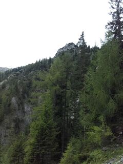 an der Waldgrenze