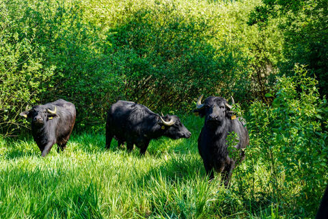Wasserbüffel am Naturerlebnisweg