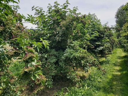 Holunder-Plantage bei Anger in der Oststeiermark