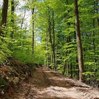 Weg hoch zum Langenberg bei Münchweiler an der Rodalb