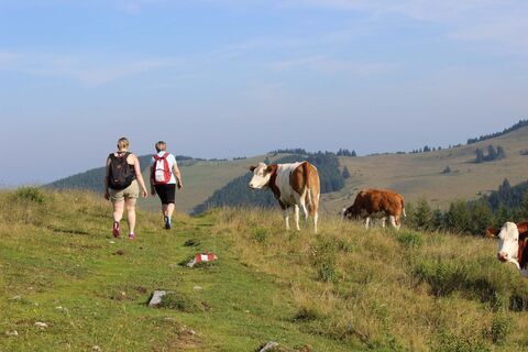 Wanderer in der Weide_Sommeralm_Oststeiermark