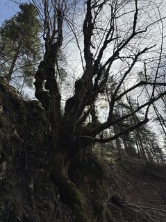 Fotografie z Maria König na trase