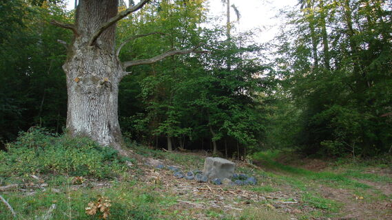 Stieleiche