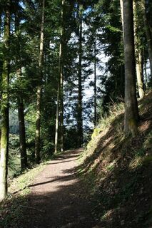Die Tour besteht zum größten Teil aus Wald- und Trampelpfaden