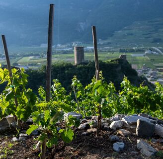 Die 3 Rebstöcke des kleinsten Weinbergs der Welt