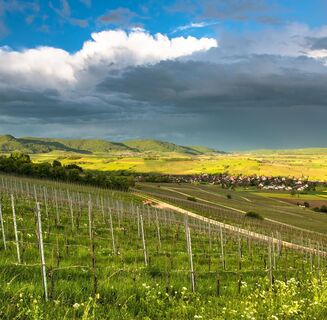 Aussicht von Hallau auf Oberhallau