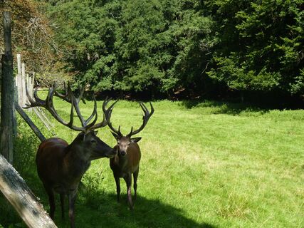 Wildgehege im Ehrental
