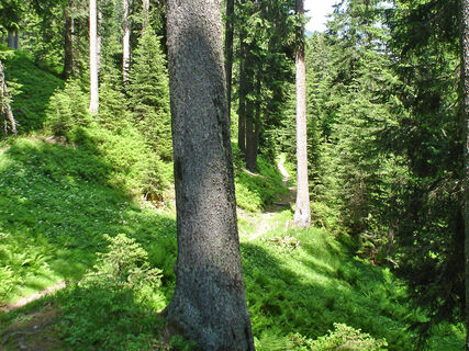 Hochmoorwanderung St. Antönien Grossried