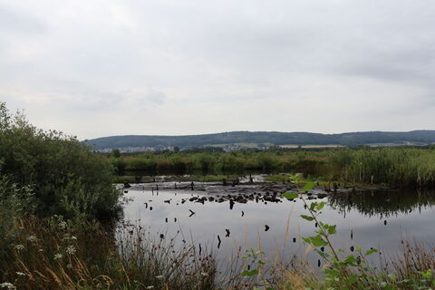 Großes Torfmoor