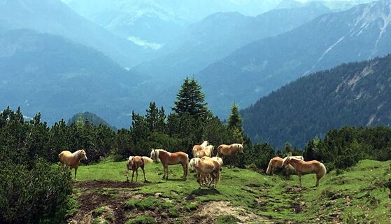 Haflinger auf der Ödenalpe