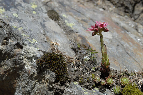 Blume