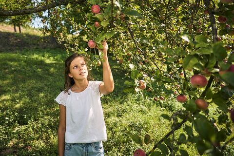 Streuobstwiesen