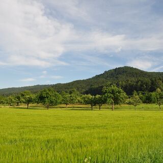 Höri mit Schiener Berg