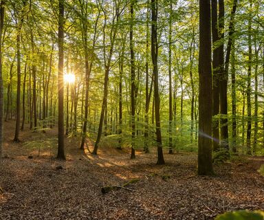 Pfälzerwald bei Kaiserslautern