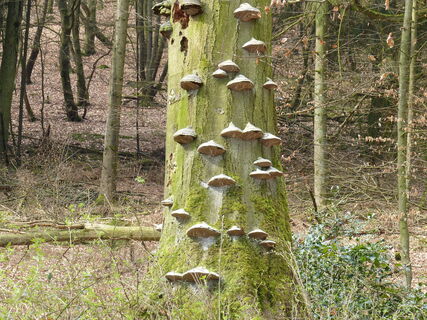 Auffällige Natur in Werther