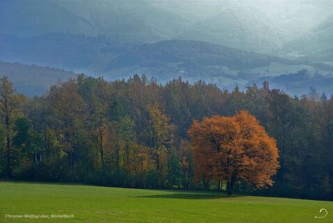 Elsbeere im Herbstkleid