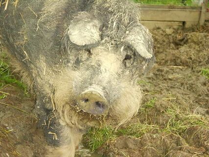 Mangalitza Schwein