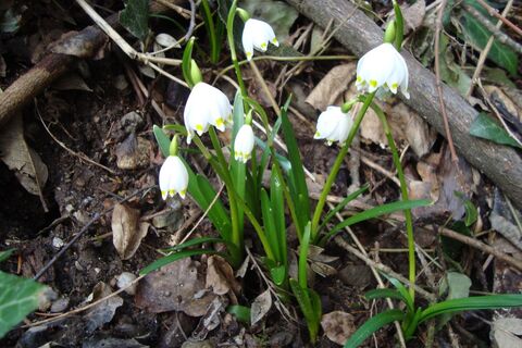 Frühlingstalwanderung