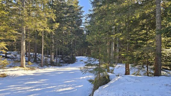 Waldweg Riegler