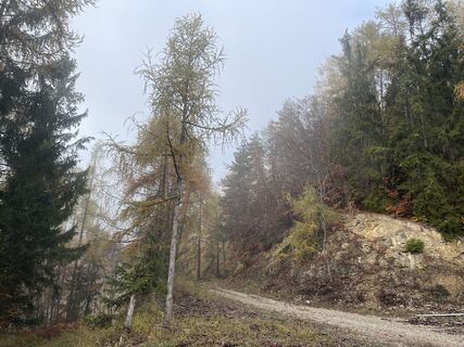 Foto von firebird 93 entlang der Tour
