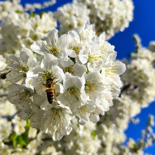 Kirschblüte